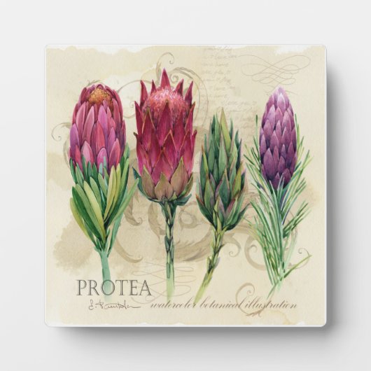 Jolie plaque de Protea (Devant)
