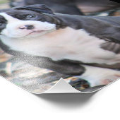 Jolie race de chiot photo imprimer (Coin)