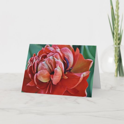 Jolie Tulipe rouge et carte d'écriture (Devant)