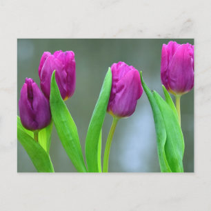 Jolie Tulipes pourpres Carte postale de Pâques