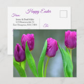 Jolie Tulipes pourpres Carte postale de Pâques (Devant / Derrière)