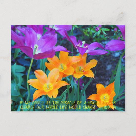 Jolie Tulipes Printemps Orange Purple Carte Postal (Devant)