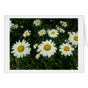 jolies fleurs de marguerite blanche.