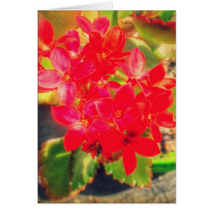 Jolies fleurs rouges