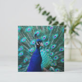 Jolies invitations de paon (Debout devant)