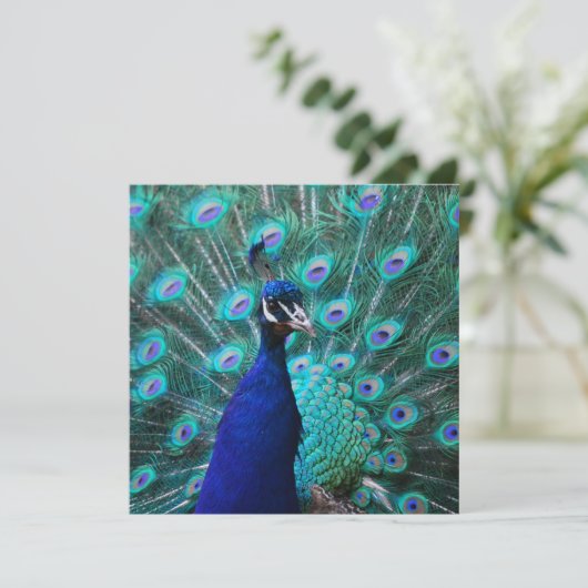 Jolies invitations de paon (Debout devant)