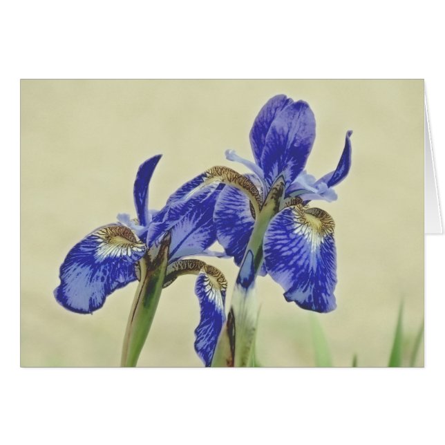 Jolies paires d'iris (Devant horizontal)