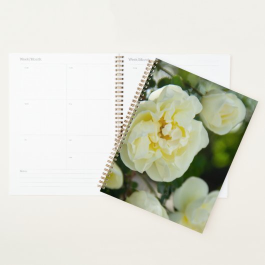 Jolies roses blanches pour positif (Devant avec enveloppe)