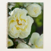 Jolies roses blanches pour positif (Devant)