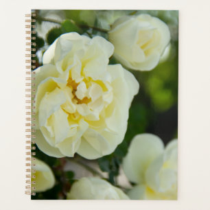 Jolies roses blanches pour positif