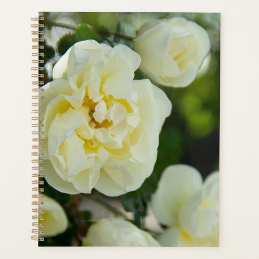 Jolies roses blanches pour positif   (Devant)