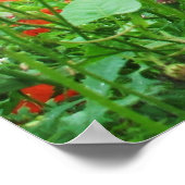 JOLIMENT FLEURS POSTER POPIES ROUGES (Coin)