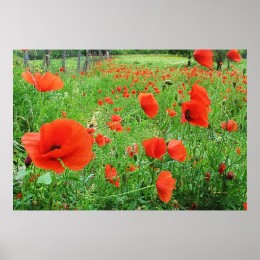 JOLIMENT FLEURS POSTER POPIES ROUGES (Devant)