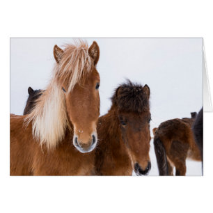 Jolis chevaux islandais ensemble