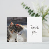 Jolis petits chatons mignons Merci (Debout devant)