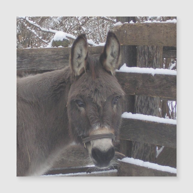 Jonathan Magnet (Devant)