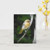 Jong Baltimore Oriole blanco Kaart (Gele Bloem)