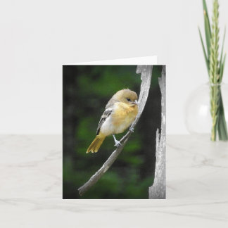 Jong Baltimore Oriole blanco Kaart