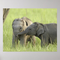 Jong dier van Indische / Aziatische olifant