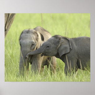 Jong dier van Indische / Aziatische olifant Poster