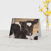 jong koe leeg wenskaart kaart (Gele Bloem)