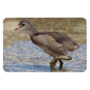 Jong kuiken van de meerkoet magneet