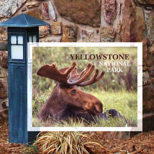 Jong mannelijk eland rustend in gras Yellowstone Briefkaart