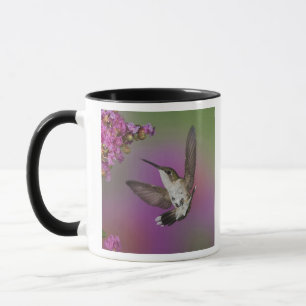 Jong mannelijke Robijnkeelkolibrie Mok