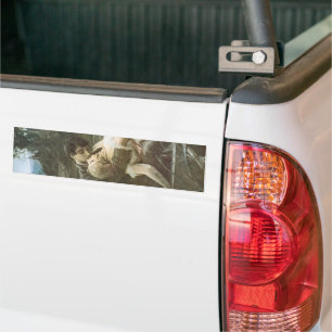 Jong verliefd stel (Kussend in een boot) Bumpersticker