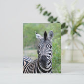 Jong Zebra Wildlife in Afrika Briefkaart (Staand voorkant)