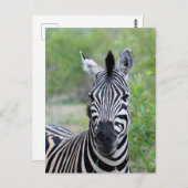 Jong Zebra Wildlife in Afrika Briefkaart (Voorkant / Achterkant)