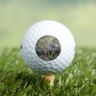 Jonge alligator in Florida moerasgras  Golfballen