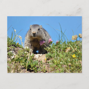 Jonge Alpenmarmot Briefkaart