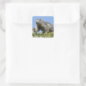 Jonge Alpenmarmot Vierkante Sticker (Tas)