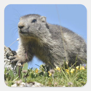 Jonge Alpenmarmot Vierkante Sticker
