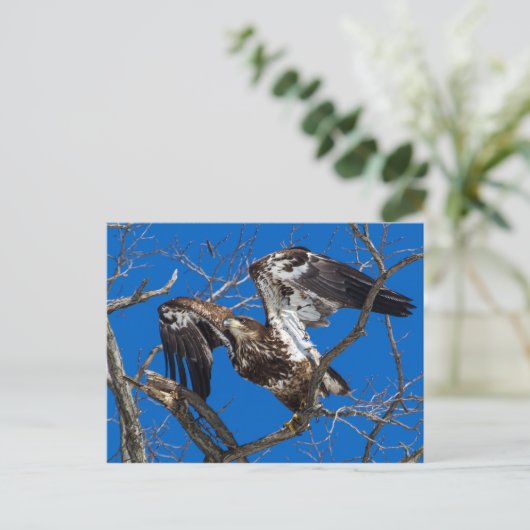 Jonge Bald Eagle Leap in vlucht Briefkaart (Staand voorkant)