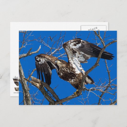 Jonge Bald Eagle Leap in vlucht Briefkaart (Voorkant / Achterkant)