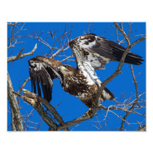 Jonge Bald Eagle Leap in vlucht Foto Afdruk