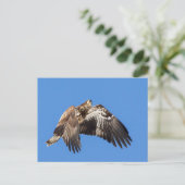 Jonge Bald Eagle tijdens de vlucht Briefkaart (Staand voorkant)