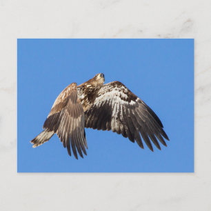 Jonge Bald Eagle tijdens de vlucht Briefkaart