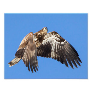 Jonge Bald Eagle tijdens de vlucht Foto Afdruk