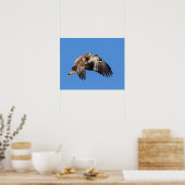 Jonge Bald Eagle tijdens de vlucht Poster (Keuken)