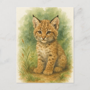 Jonge Bobcat Kitten Kat Baby Wilde Dieren Briefkaa Briefkaart