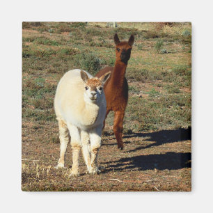 Jonge bruine en witte alpaca's, magneet
