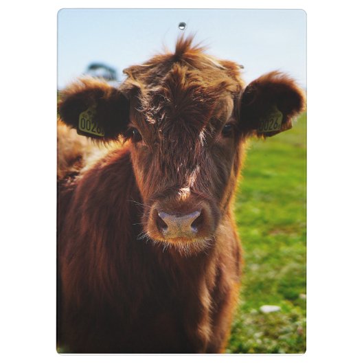 Jonge bruine Koe in het veld Pasture Klembord (Achterkant)