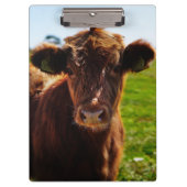 Jonge bruine Koe in het veld Pasture Klembord (Voorkant)
