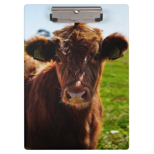 Jonge bruine Koe in het veld Pasture Klembord (Voorkant)