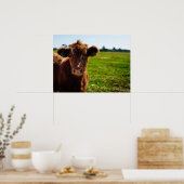 Jonge bruine Koe in het veld Pasture Poster (Keuken)
