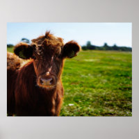 Jonge bruine Koe in het veld Pasture