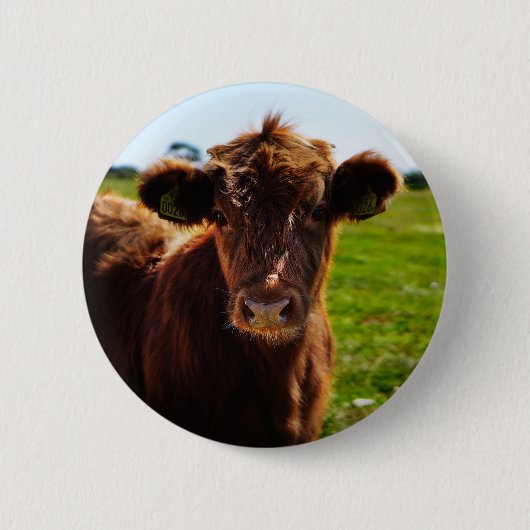Jonge bruine Koe in het veld Pasture Ronde Button 5,7 Cm (Voorkant)
